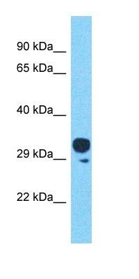 OR4C45 antibody