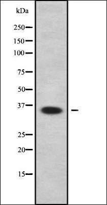 OR4C46 antibody