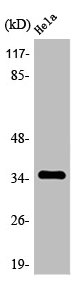 OR4C6 antibody