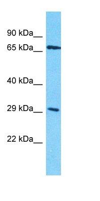 OR4D10 antibody