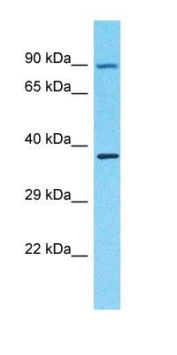 OR4F3 antibody