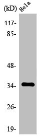 OR4K14 antibody