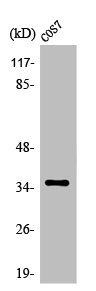 OR4K14 antibody