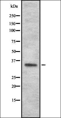 OR4N2 antibody