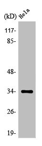 OR4P4 antibody