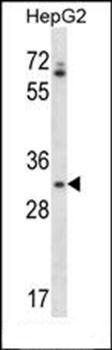 OR4Q3 antibody