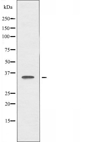 OR51A4 antibody