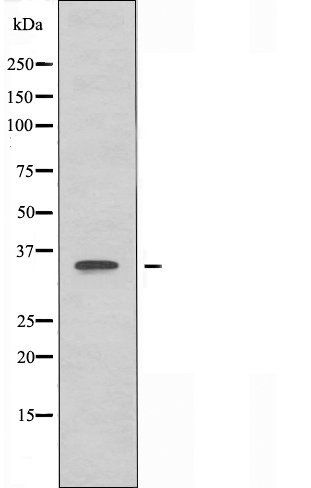 OR51A7 antibody