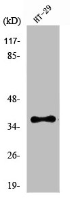 OR51B2 antibody