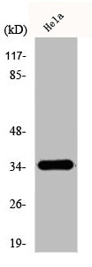 OR51E1 antibody