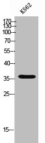 OR51F2 antibody