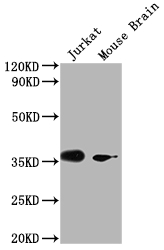 OR51F2 antibody