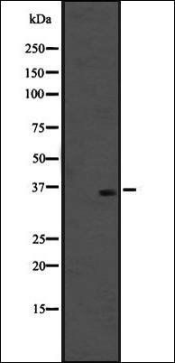 OR51M1 antibody