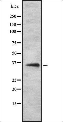 OR52H1 antibody