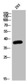 OR52K1 antibody