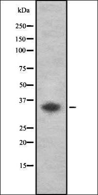 OR52L2 antibody