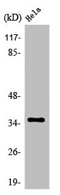 OR52N4 Antibody