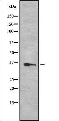 OR52N5 antibody