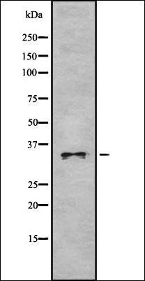 OR52P1 antibody