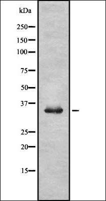 OR52R1 antibody