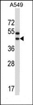 OR56A1 antibody