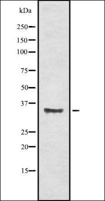 OR56A4/5 antibody