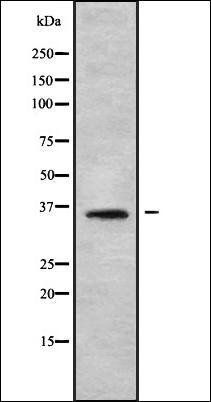 OR56B2 antibody