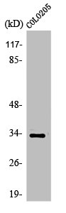 OR56B4 antibody