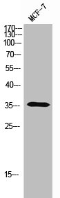OR5A1 antibody
