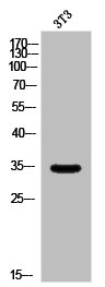 OR5AP2 Antibody