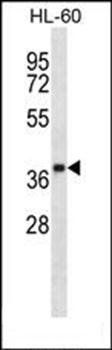 OR5F1 antibody