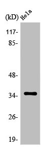 OR5F1 antibody