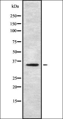 OR5H1 antibody