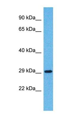 OR5H14 antibody