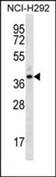 OR5I1 antibody