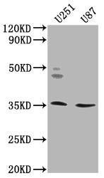 OR5K2 antibody