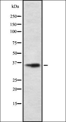 OR5M1 antibody