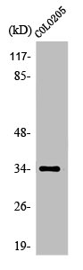 OR5P3 antibody