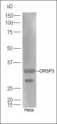 OR5P3 antibody