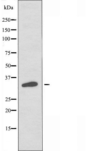 OR5W2 antibody