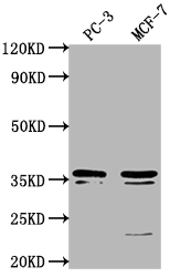 OR6C1 antibody