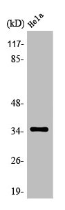 OR6C3 antibody