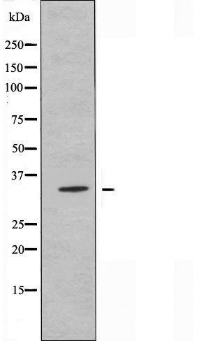 OR6C70 antibody