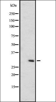 OR6C75 antibody