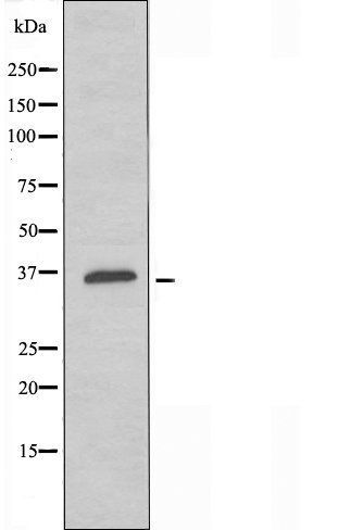 OR6K2 antibody