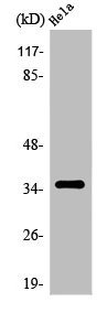 OR6K2 antibody