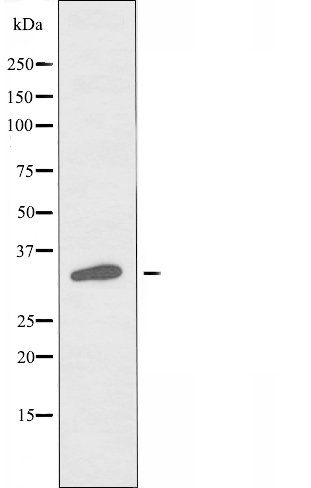 OR6P1 antibody