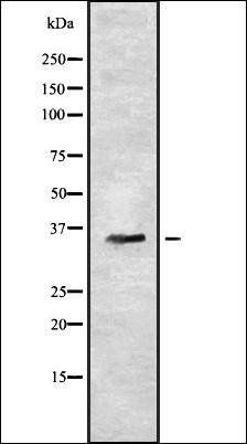 OR7C2 antibody