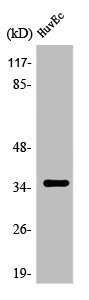 OR7C2 antibody