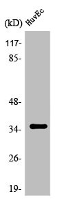 OR7C2 Antibody